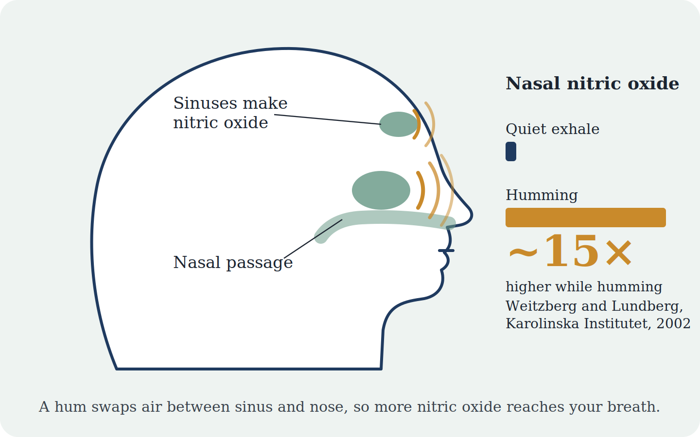 The 5-Minute Hum: What Science Says About Humming, Nitric Oxide and a Calmer Autumn